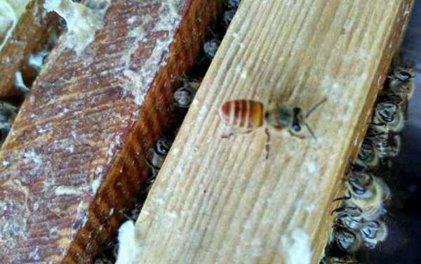  蜜蜂房要多少糖才放卵「蜜蜂多少天喂一次糖水」