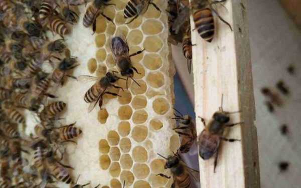  蜜蜂房要多少糖才放卵「蜜蜂多少天喂一次糖水」