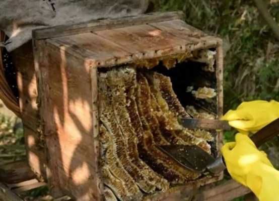活框养蜂可以手工割蜜吗-活框养蜂放多少块槽脾