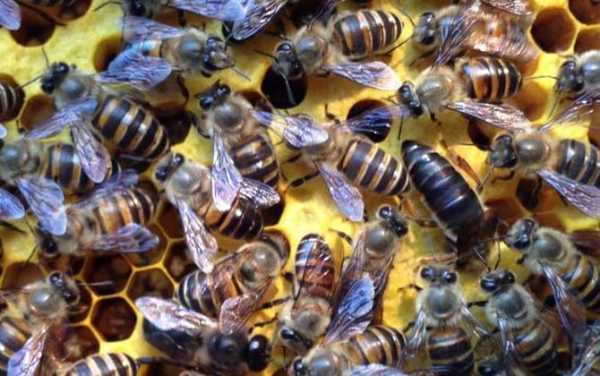  中蜂喂什么花粉比较好「怎样给中蜂群喂花粉」