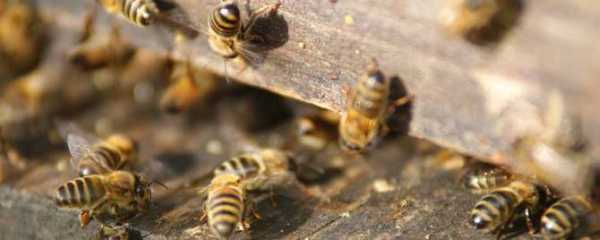 蜜蜂分群跑在什么地方（蜜蜂 分群）