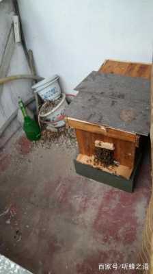 蜜蜂巢脾怎么放蜂箱