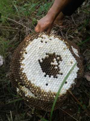 怎样辨别雄蜂蛹 怎么辨别野生蜂蛹