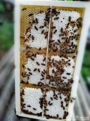  蜜蜂会吃自己的蜂巢怎么办「蜜蜂吃老巢是什么原因」