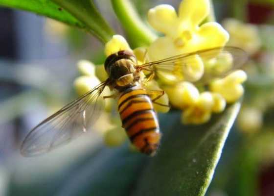 蜜蜂怎么不采桂花蜜-蜜蜂为什么不能采桂花蜜