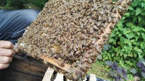 蜜蜂价钱 蜂蜜蜂价多少一斤