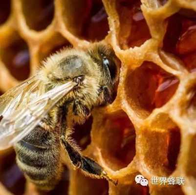 一个蜜蜂年产多少蜂蜜（一个蜜蜂能产多少蜂蜜）