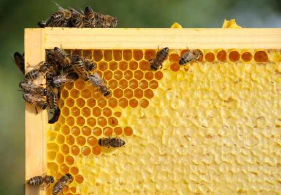 一个蜜蜂年产多少蜂蜜（一个蜜蜂能产多少蜂蜜）