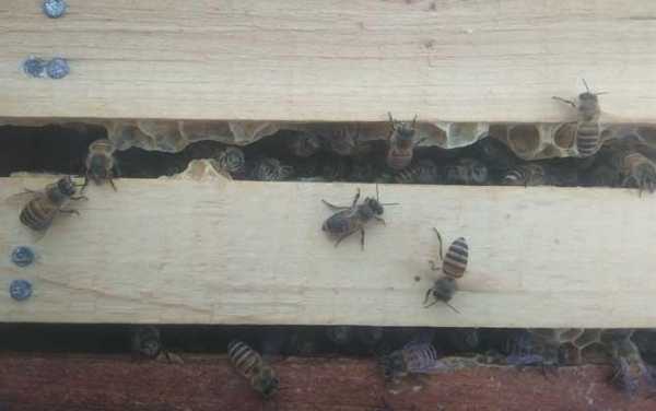 蜂群怎么改成双王群_蜜蜂怎么合并成双王群