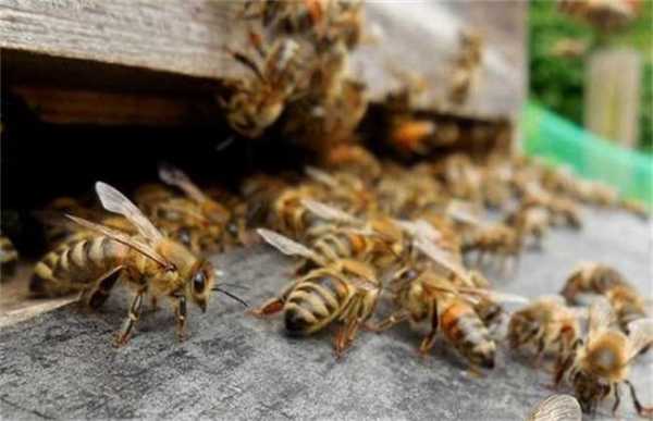 蜂群怎么改成双王群_蜜蜂怎么合并成双王群