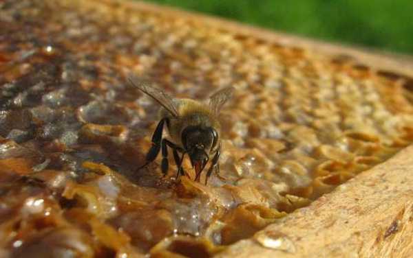  蜜蜂一般产多少种「蜜蜂能产多少蜂蜜」