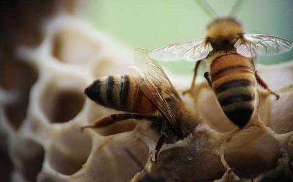 蜜蜂怎么困王治疗