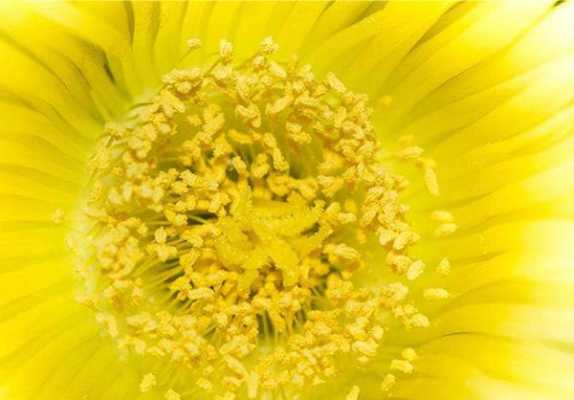 花粉是植物的什么作用「花粉是用来干什么的」
