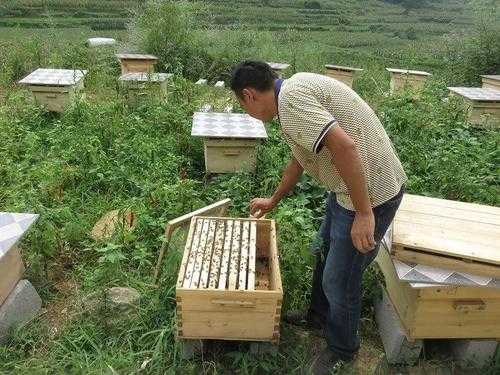  中蜂一个蜂场养多少群蜂「中蜂一个场地最多能养多少群」