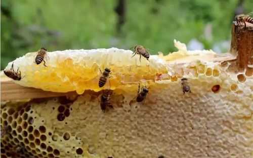 中蜂一年取多少蜜