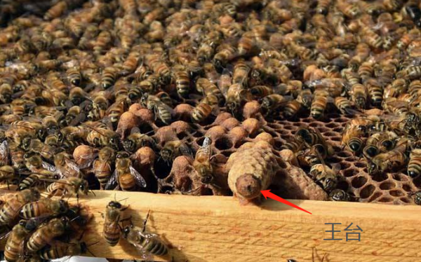 蜂群什么找蜂王,蜂群怎么找王 