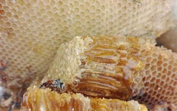 蜂巢有蜂蛹蜂蜜怎么吃（蜂巢蛹对人有什么好处）