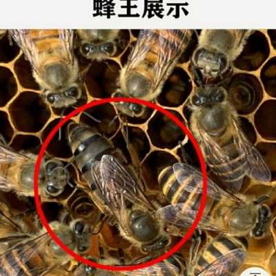  看看蜜蜂的蜂王质量怎么样「蜜蜂蜂王是什么样的」