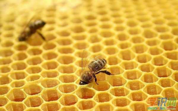 蜜蜂在吃蜂巢怎么保存_蜜蜂吃蜂巢是怎么回事