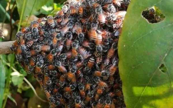 蜂群中黑蜜蜂起什么作用