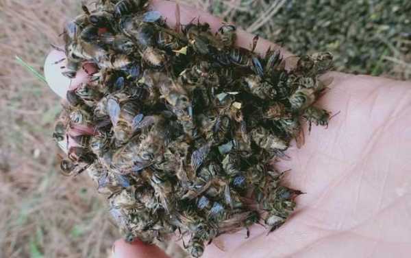 青霉素爬蜂怎么治疗-青霉素爬蜂怎么治