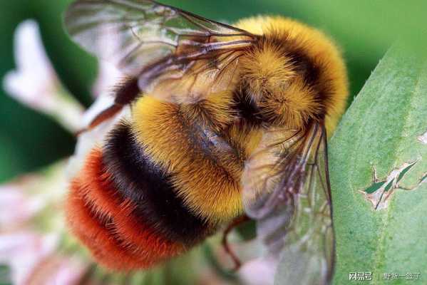 蜜蜂的翅长多少毫米,蜜蜂翅膀的特点和功能 
