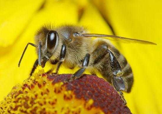  天气凉了蜜蜂怎么管理「天气冷蜜蜂怎么保暖」