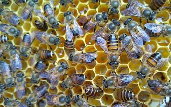 中蜂从产卵到采蜜要多少天（中蜂从产卵到采蜜要多少天呢）