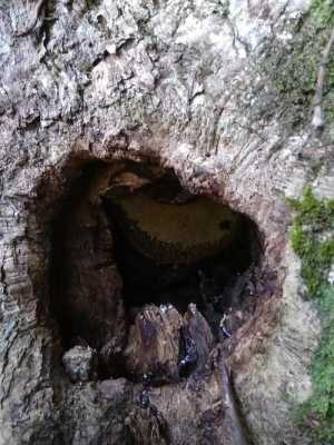  树洞里的蜂蜜怎么取「树洞里的蜂蜜怎么取出来」
