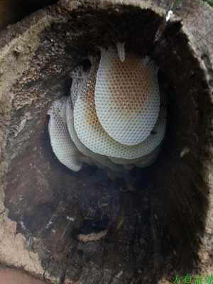  树洞里的蜂蜜怎么取「树洞里的蜂蜜怎么取出来」