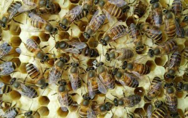  蜜蜂加脾应在什么位置「蜜蜂加脾是加在中间吗」