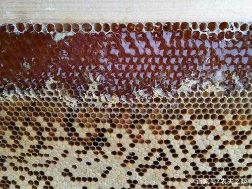  蜜蜂加脾应在什么位置「蜜蜂加脾是加在中间吗」