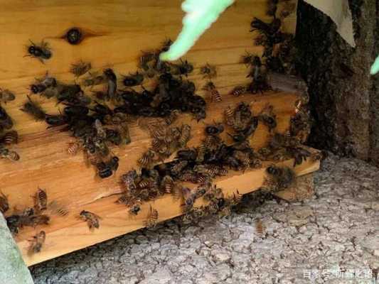 蜂箱里有黑蜂的原因是什么?