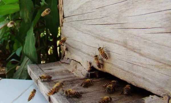 如何让蜜蜂离开家里