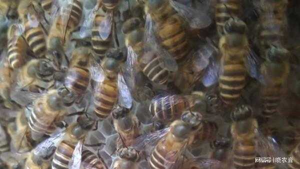 一箱中蜂产多少蜜,一箱蜂要多少蜜源 