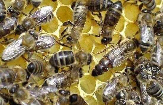 蜜蜂新蜂王要几天才可以产卵呢