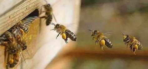 蜜蜂出房多少天能干活（蜜蜂出房后几天开始劳动）