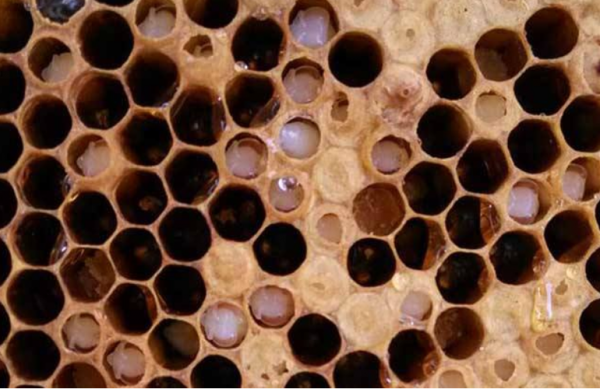 蜂群离脾的原因-蜜蜂出现散蜂和离脾怎么说