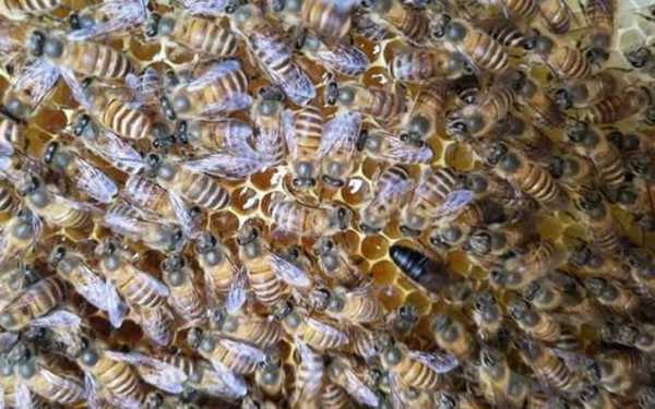 中蜂蜂王多少度停产卵-中蜂蜂王夏天多少度停产
