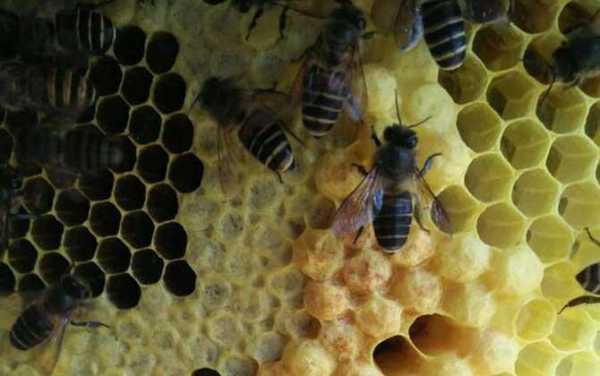 中蜂蜂王多少度停产卵-中蜂蜂王夏天多少度停产
