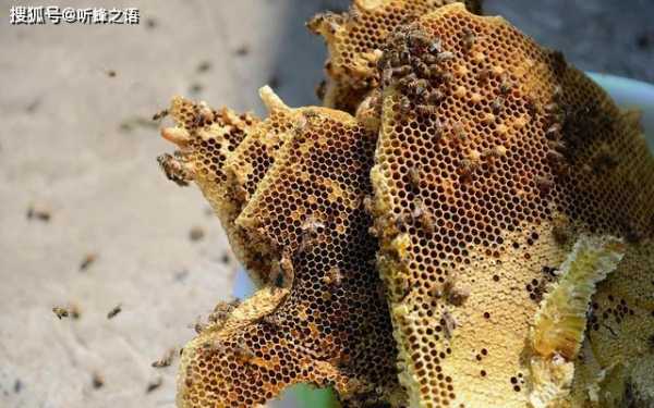蜂巢为什么有洞-蜂巢为什么长巢虫