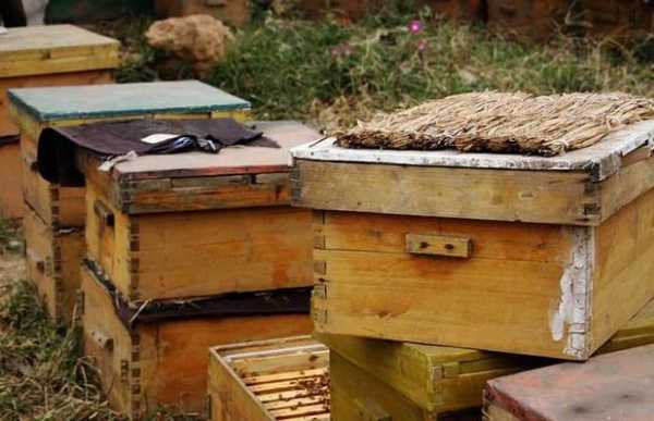 养蜂蜜蜂吃什么