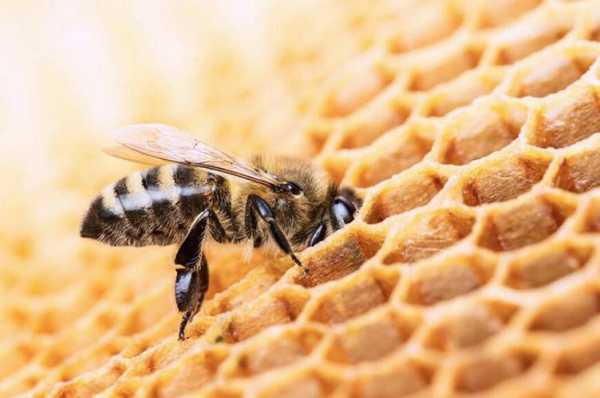 蜜蜂的蜂蜜怎么样形成的