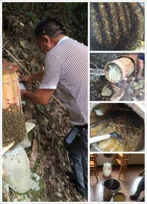 农村土蜂蜜怎么取蜜,土蜂蜜怎么取蜜土蜂割蜜口诀 
