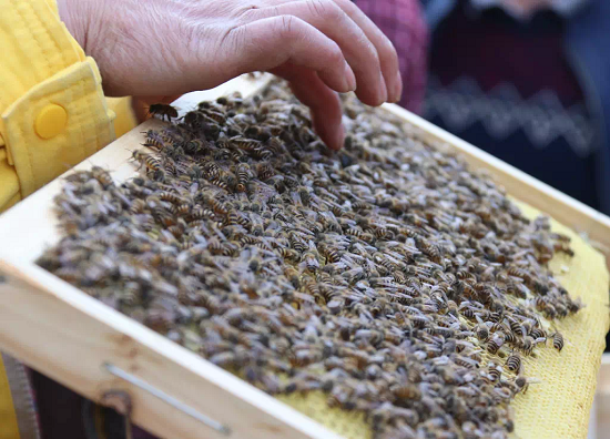 北方一箱蜜蜂能产多少只蜜蜂