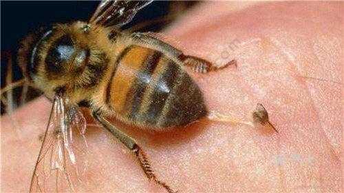 怎么能避免蜜蜂蛰人-怎么能避免蜜蜂