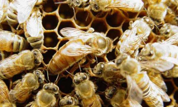 蜂群里的工蜂分多少种（工蜂的数量）
