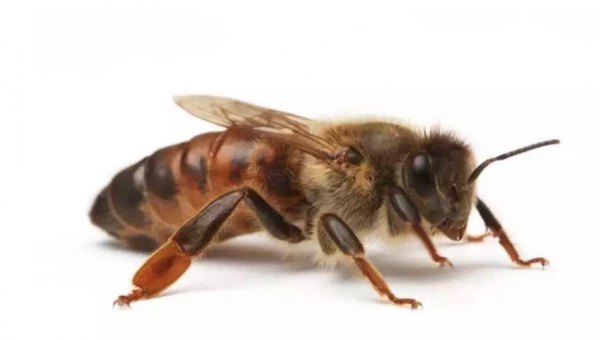 蜂群里的工蜂分多少种（工蜂的数量）