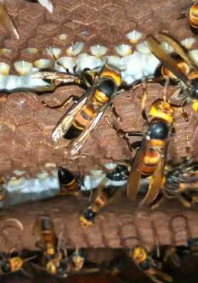  云南蜜蜂品种有多少「云南蜂子品种」