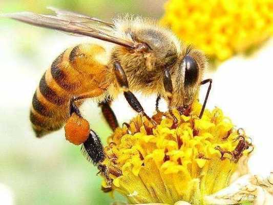 蜜蜂一天能采多少蜜